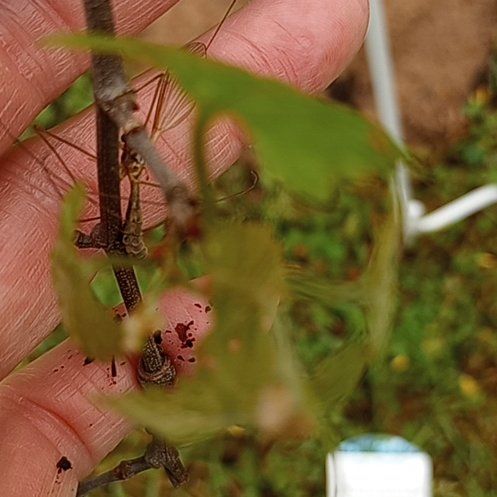 Photo of the plant species Grapevines by @GleefulNapaea56 named Apollo on Greg, the plant care app