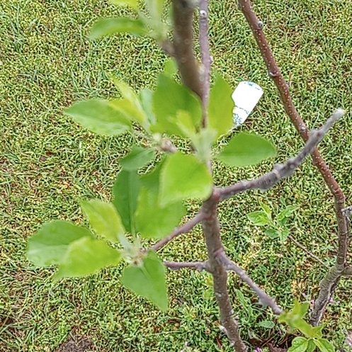 Photo of the plant species Fuji Apple by @GleefulNapaea56 named Delilah on Greg, the plant care app