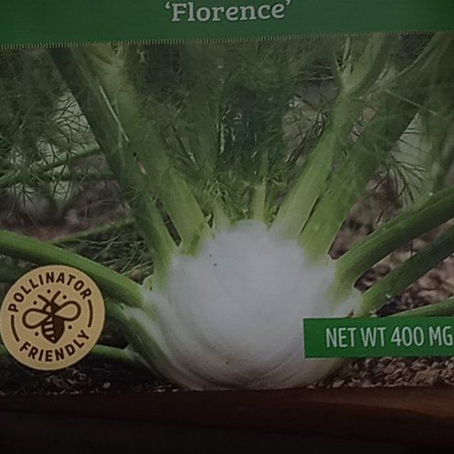 Photo of the plant species Florence Fennel 'Orion' by @GleefulNapaea56 named Willow on Greg, the plant care app