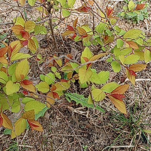 Photo of the plant species Magic Carpet Spirea by @GleefulNapaea56 named Cleopatra on Greg, the plant care app