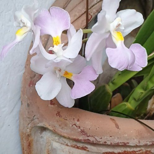Photo of the plant species Miltoniopsis phalaenopsis by @DeftCantaloupe named Lila x5 on Greg, the plant care app