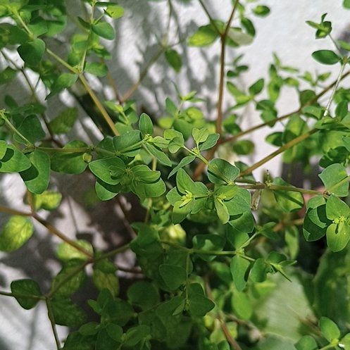 Photo of the plant species Cancer Weed by @DeftCantaloupe named Cleopatra on Greg, the plant care app