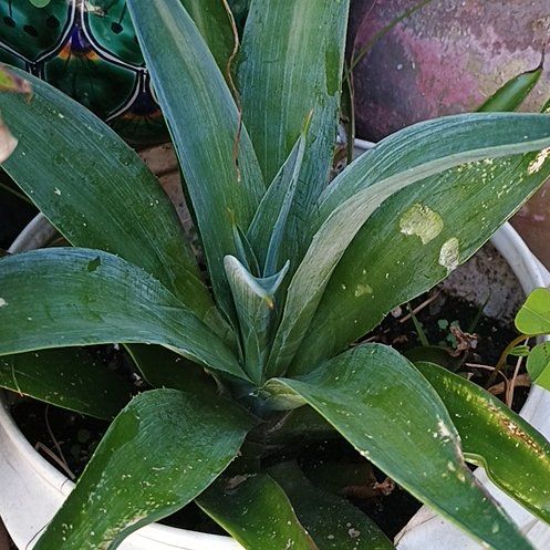 Photo of the plant species False Aloe by @DeftCantaloupe named Beckham on Greg, the plant care app