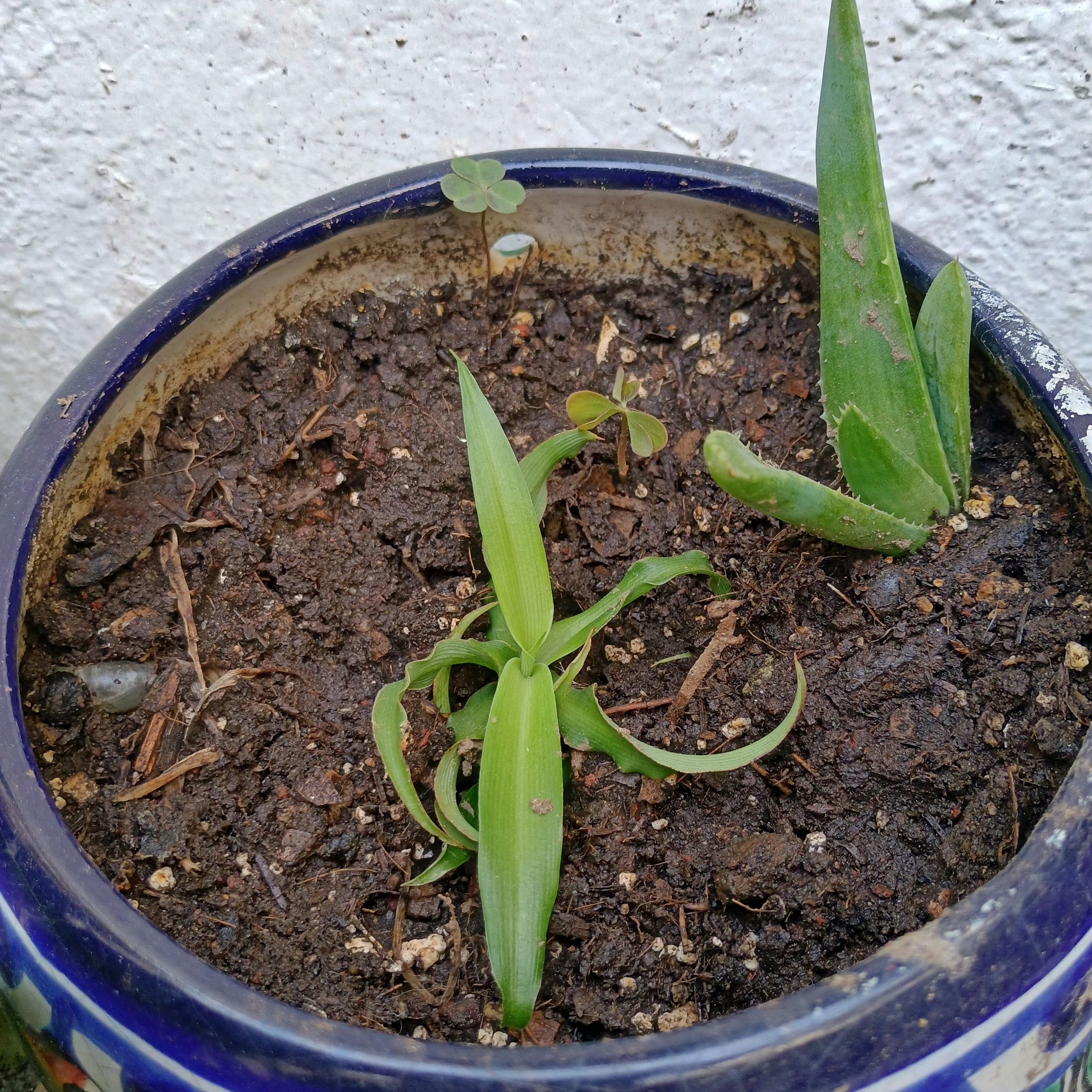 Photo of the plant species Red-Edged Dracaena by @DeftCantaloupe named Dan on Greg, the plant care app