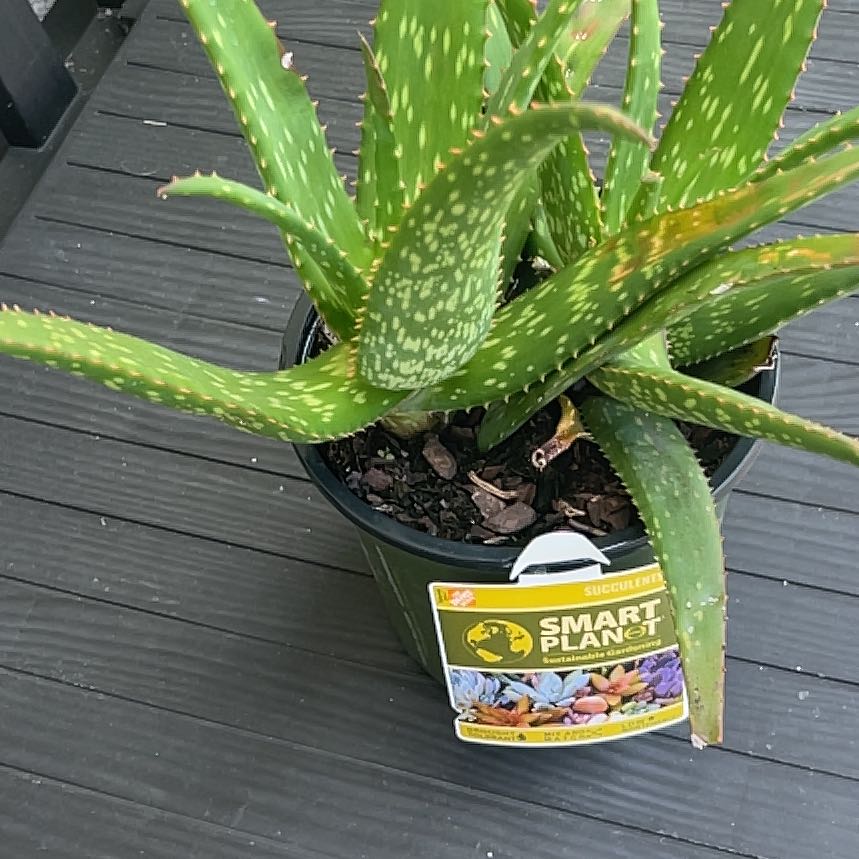 Photo of the plant species Aloe 'Rooikappie' by @FunCoojong31 named Ronaldo on Greg, the plant care app