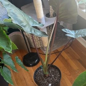 Photo of the plant species Alocasia Metalhead by @Kayblake named Terra on Greg, the plant care app