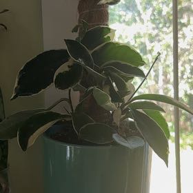 Photo of the plant species Hoya Albo by @Kayblake named Kylie on Greg, the plant care app