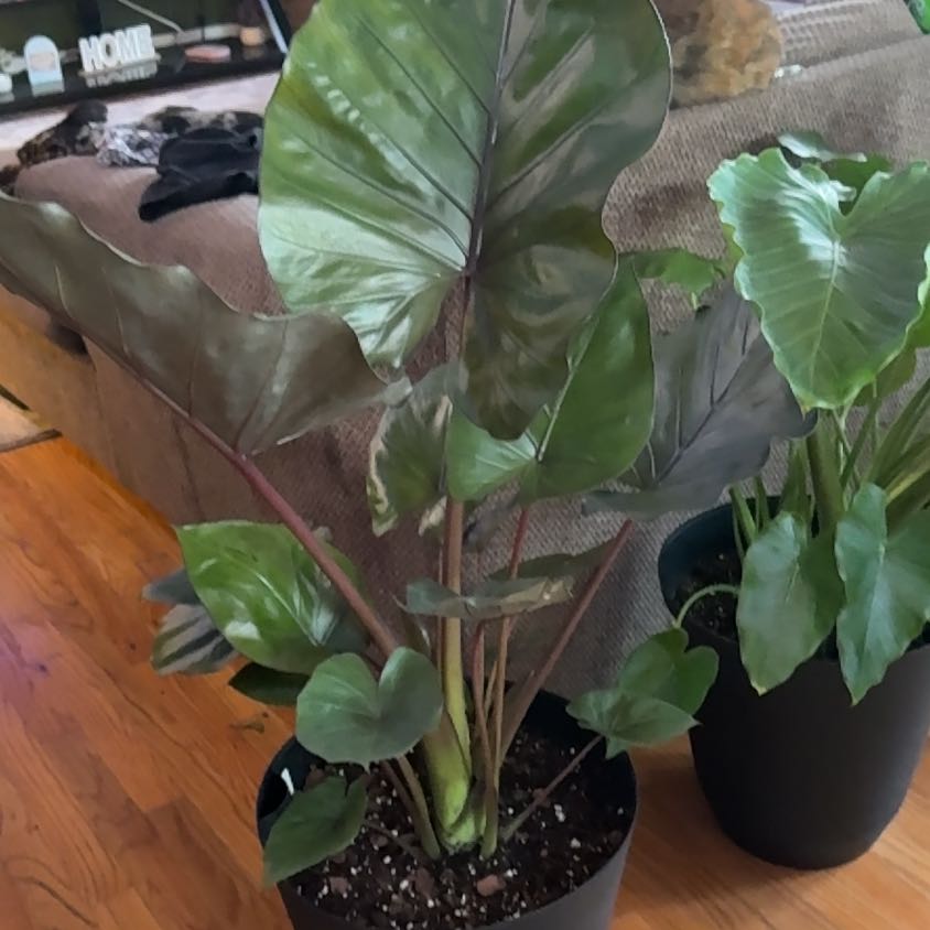 Photo of the plant species Alocasia Metalhead by @Kayblake named Surya on Greg, the plant care app