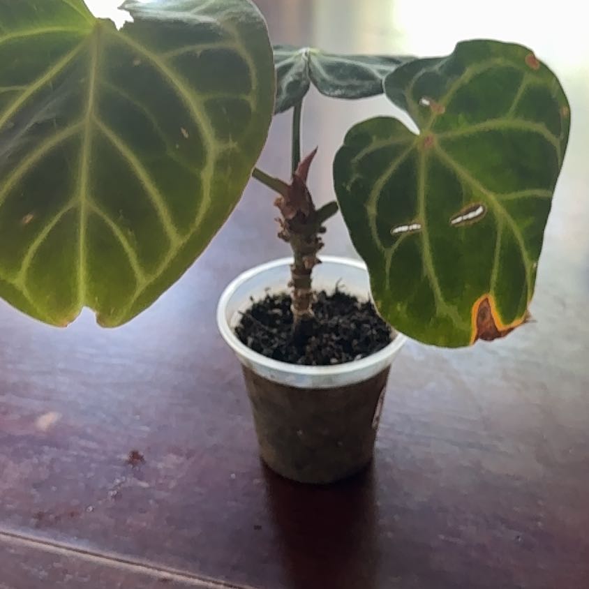 Photo of the plant species Anthurium hoffmannii by @Kayblake named McKinley on Greg, the plant care app