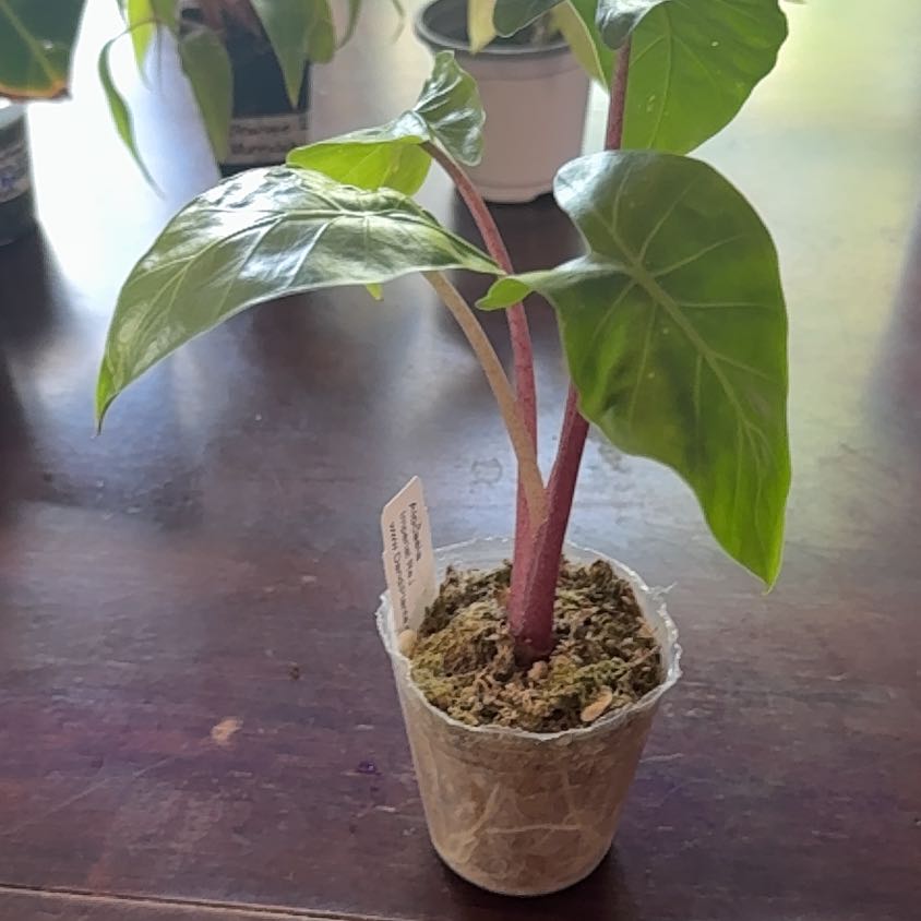 Photo of the plant species Red Imperial by @Kayblake named da Vinci on Greg, the plant care app