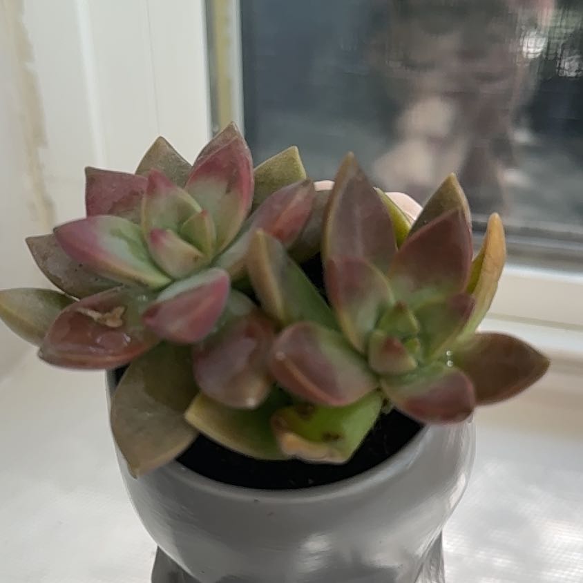 Photo of the plant species succulent by @LeadLovage18 named Lebron on Greg, the plant care app