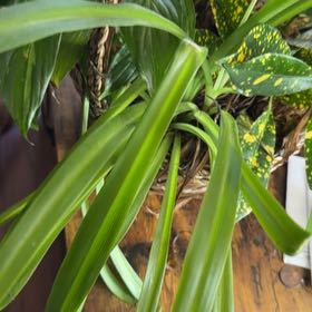 Photo of the plant species Beach Spiderlily by @AffableSedum28 named Orwell on Greg, the plant care app