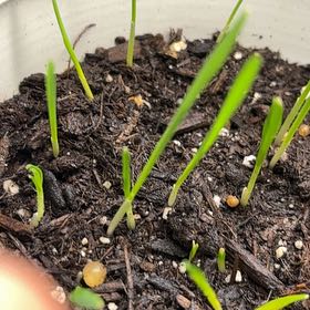 Photo of the plant species Oatgrass by @YokeOkra95 named Aristotle on Greg, the plant care app