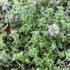 Photo of the plant species Thyme 'Magic Carpet' by @ImmortalDuwei63 named Surya on Greg, the plant care app