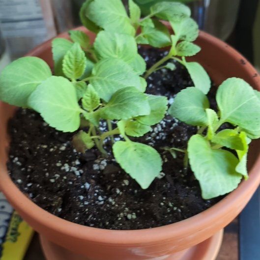 Photo of the plant species Shiso by @FamousHawthorn named Eva on Greg, the plant care app