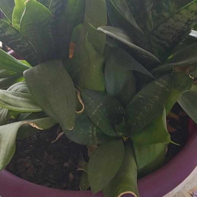 Photo of the plant species Weeping cherry blossom tree by @bigsisvivi named Demi on Greg, the plant care app