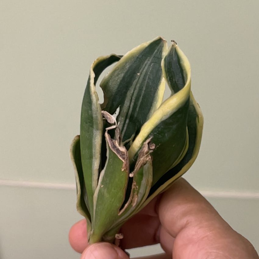 Photo of the plant species Sansevieria 'Hahnii Jade Marginata' by @AllegiantMahoe7 named Figyonce on Greg, the plant care app