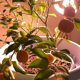 Photo of the plant species Calamondin by @GivingGreen81 named Elle on Greg, the plant care app