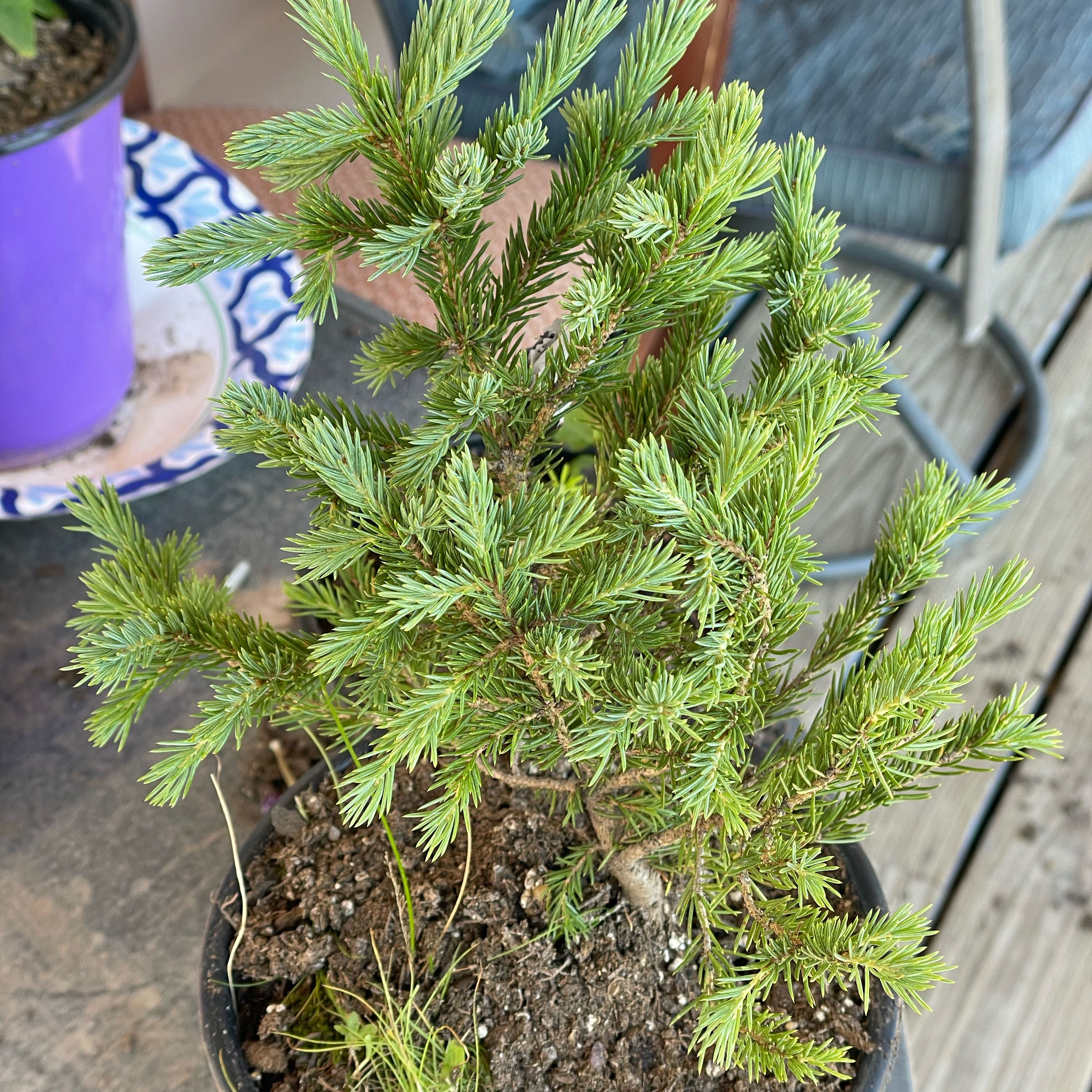Photo of the plant species Colorado Blue Spruce by @SupremeRambutan named Spike Leaves on Greg, the plant care app
