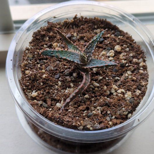 Photo of the plant species Purple Haze by @VipKeylime58 named Sir Plancelot on Greg, the plant care app