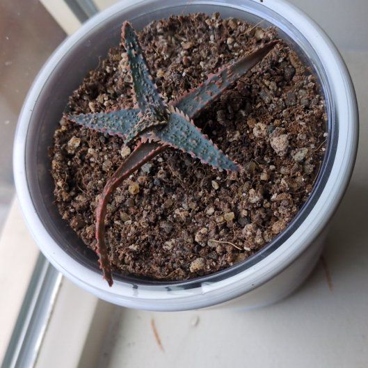 Photo of the plant species Purple Haze by @VipKeylime58 named Rainier on Greg, the plant care app
