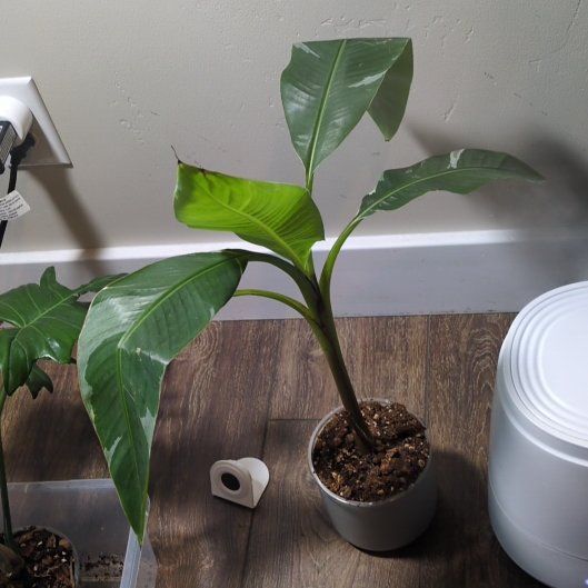 Photo of the plant species Musa by @VipKeylime58 named Eva on Greg, the plant care app