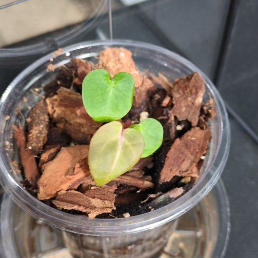 Photo of the plant species Anthurium papillaminum by @VipKeylime58 named Gobi on Greg, the plant care app