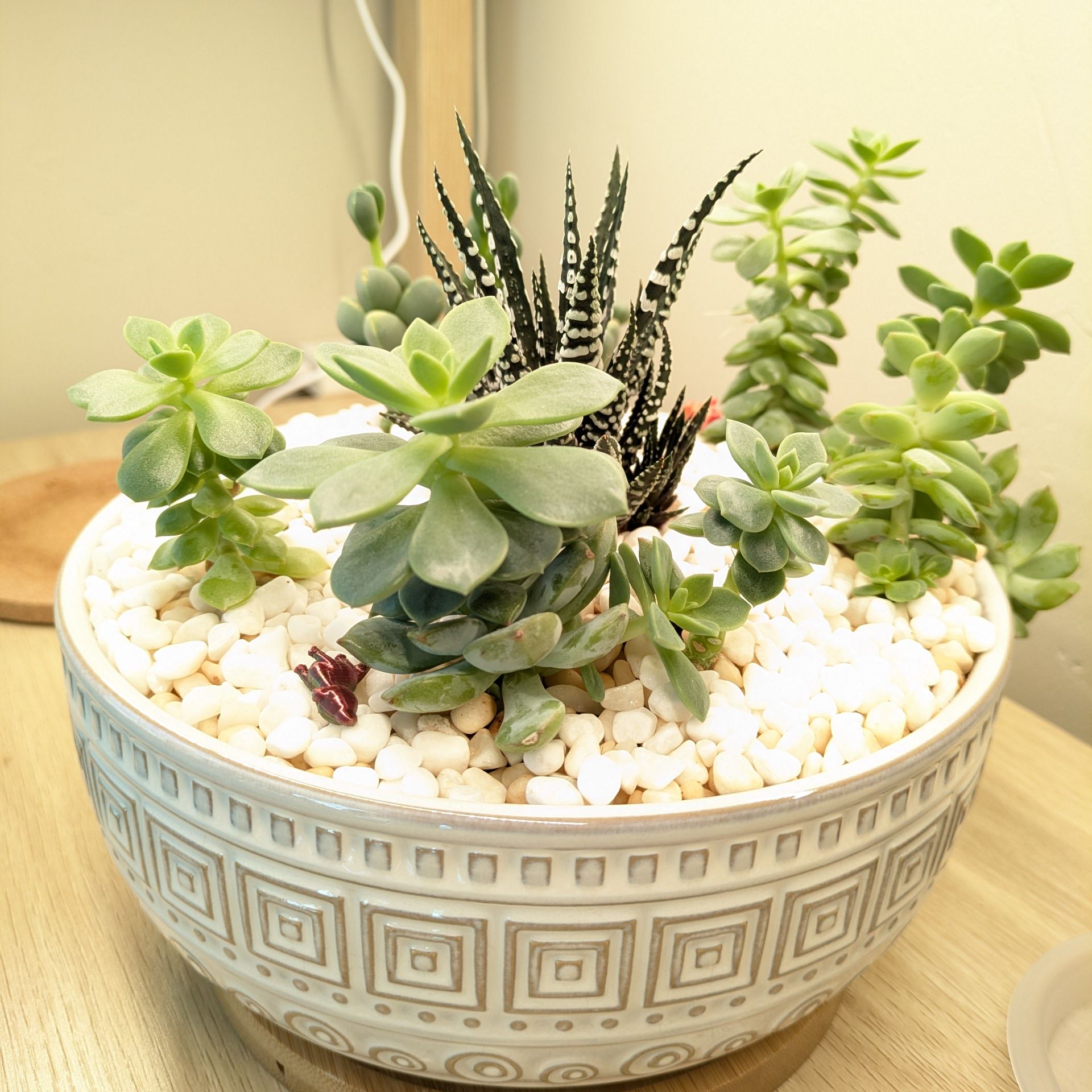 Photo of the plant species Porcelain Plant by @VipKeylime58 named Emerson on Greg, the plant care app