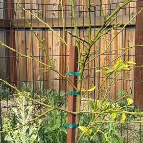 Photo of the plant species Meyer Lemon Tree by @ChampKatsura13 named LiloStitch on Greg, the plant care app