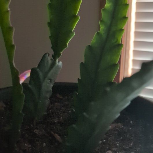 Photo of the plant species German Empress Orchid Cactus by @EcstaticRedpine named Empress on Greg, the plant care app