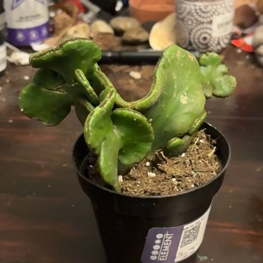 Photo of the plant species Euphorbia leucodendron by @Scribbled44 named Parasaurolophus on Greg, the plant care app
