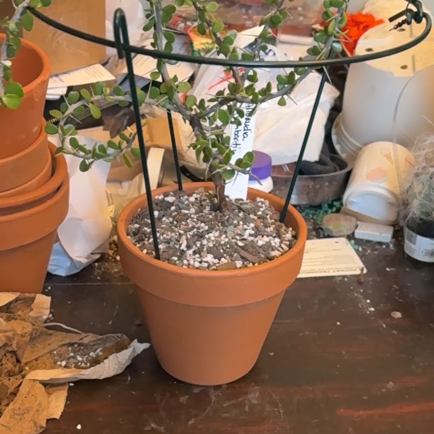 Plant care for Large Leaf Elephant Bush on Greg, the plant care app