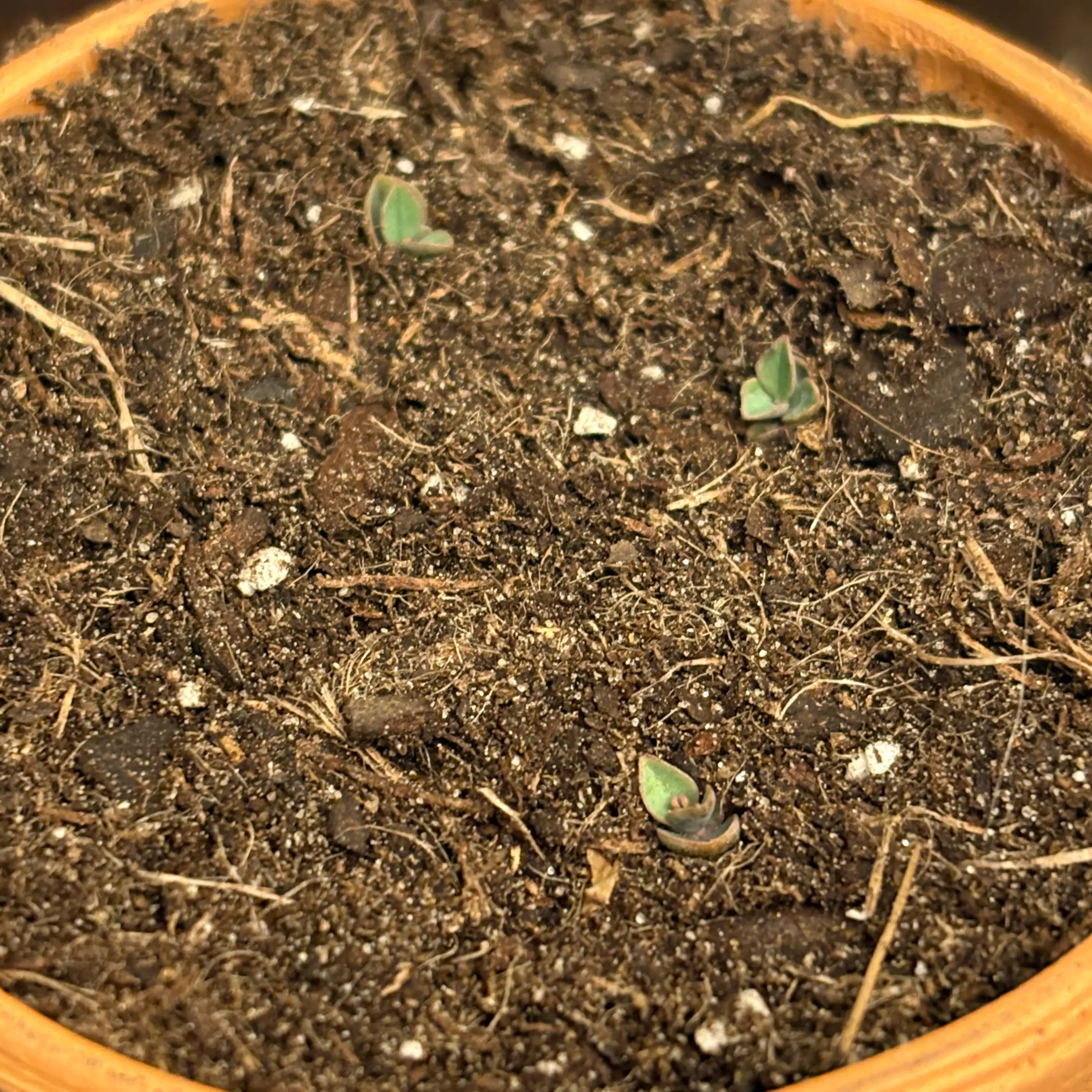 Photo of the plant species Mother of Millions by @Scribbled44 named The Bebes :3 on Greg, the plant care app
