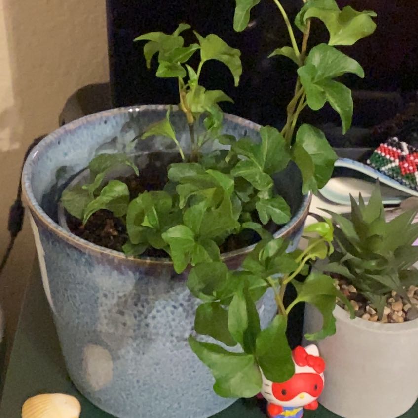 Photo of the plant species Curly Ivy by @badtzman named Morgan Treeman on Greg, the plant care app