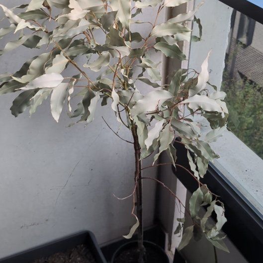 Photo of the plant species Lemon-Scented Gum Tree by @InnocentLime60 named Austen on Greg, the plant care app