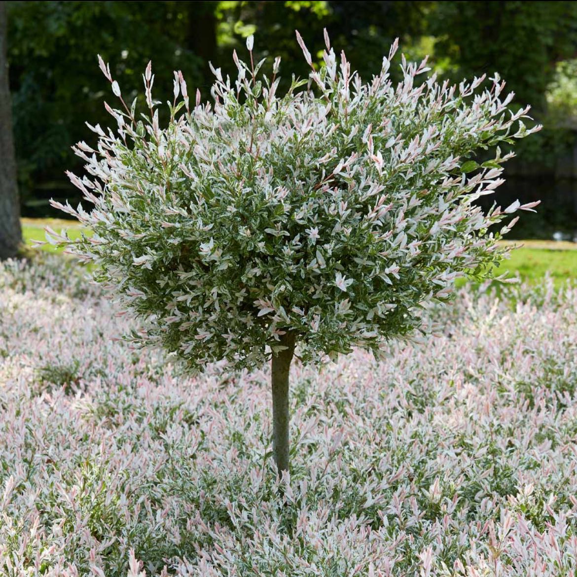 Photo of the plant species Flamingo Dappled willow by @WiseMizuna5 named Tri Color Dappled Willow on Greg, the plant care app