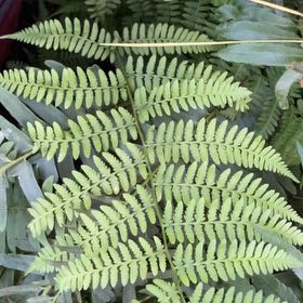 Photo of the plant species Marginal Woodfern by @JollyTutu32 named Kesha on Greg, the plant care app