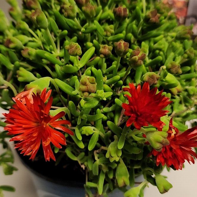 Photo of the plant species Shanklin Vygie by @HighestMango named Vygie on Greg, the plant care app
