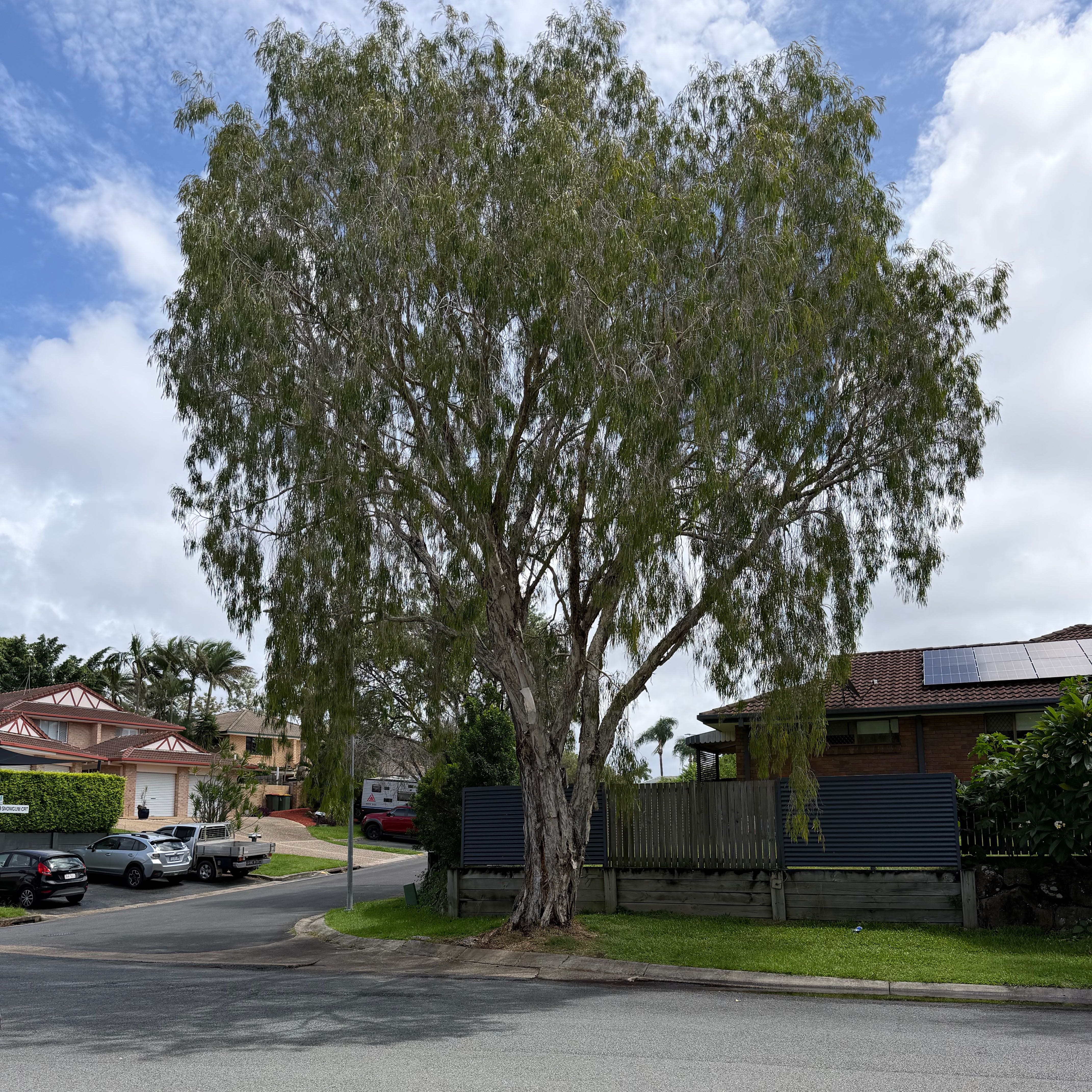 Photo of the plant species Weeping Willow by @GoldenGrass46 named Homer on Greg, the plant care app