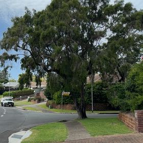 Photo of the plant species Murray Red Gum by @GoldenGrass46 named Orwell on Greg, the plant care app