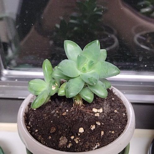 Photo of the plant species Pachyphytum compactum f. cristata by @jhoop7693 named Dobby on Greg, the plant care app
