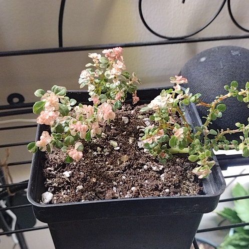 Photo of the plant species artillery plant by @jhoop7693 named Bonita on Greg, the plant care app