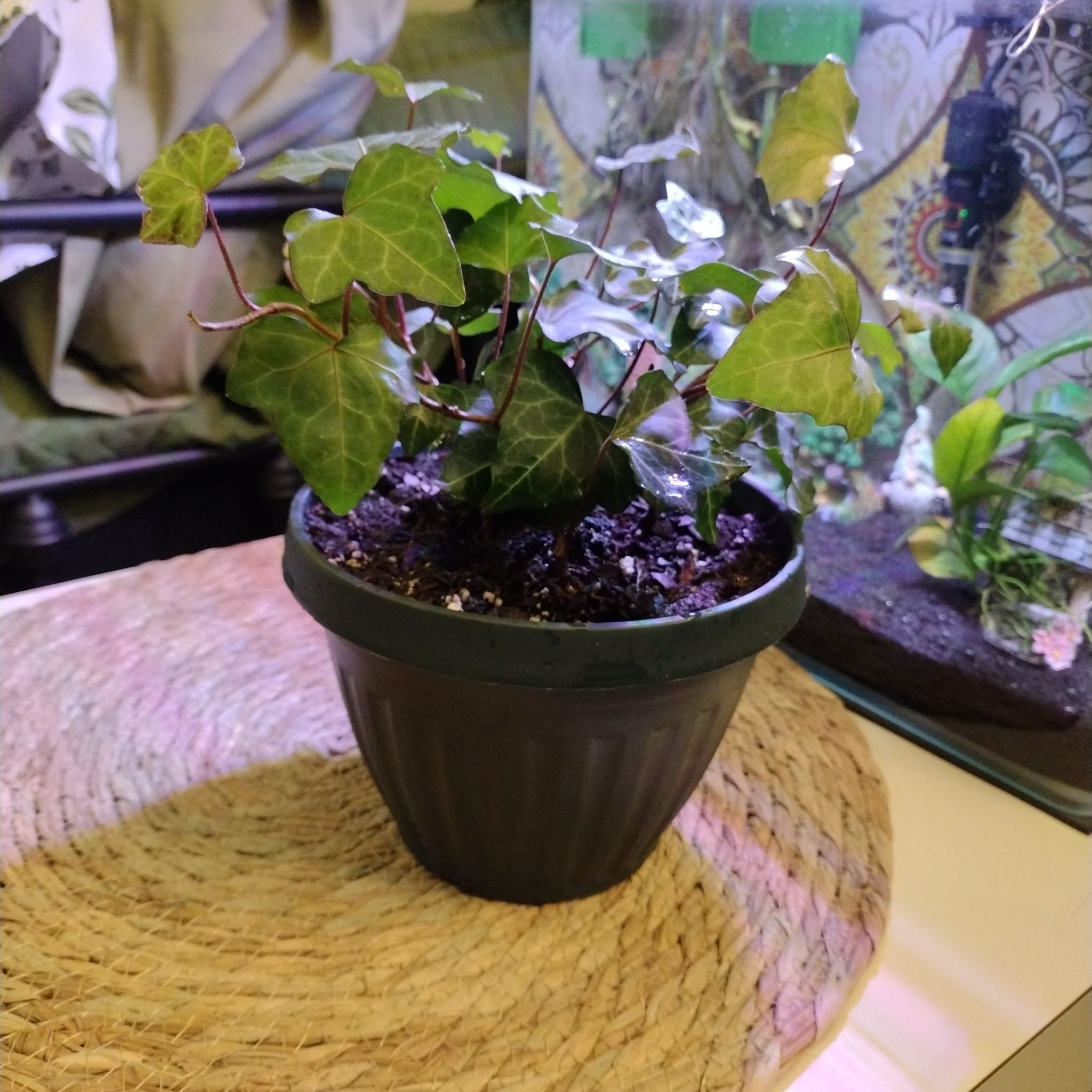 Photo of the plant species Golden English Ivy by @jhoop7693 named Ivy on Greg, the plant care app