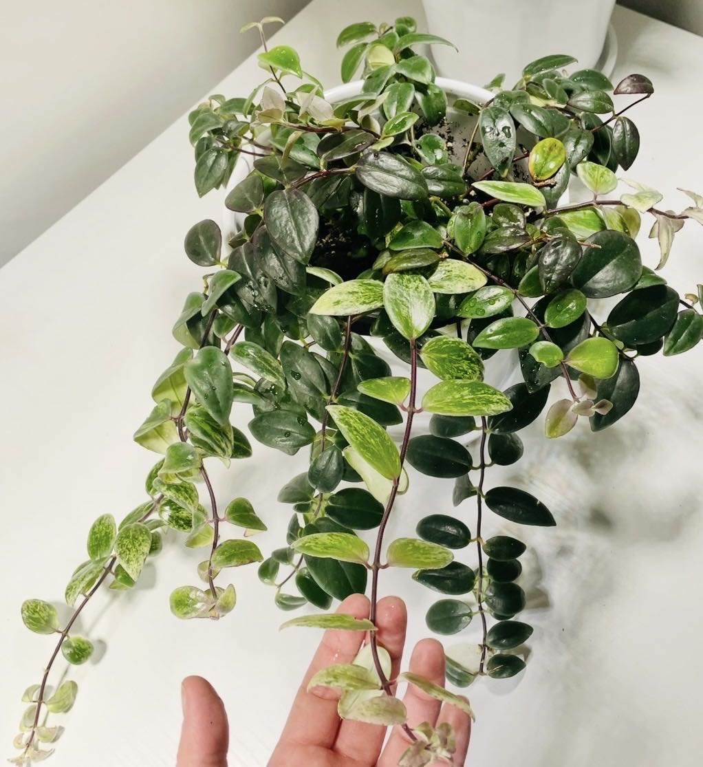 Photo from the post