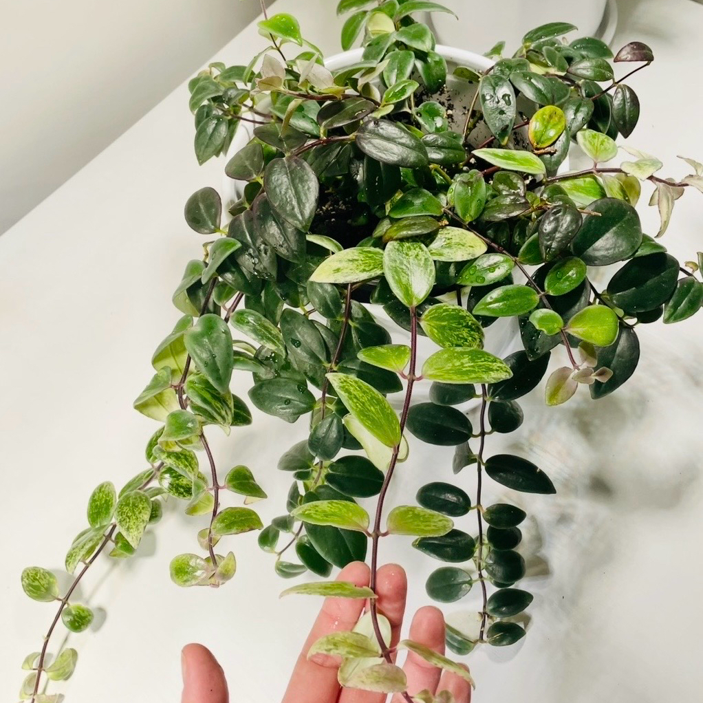 Photo of the plant species Variegated Mini Lipstick Plant by @HerosJungle named Lucy Lipstick on Greg, the plant care app