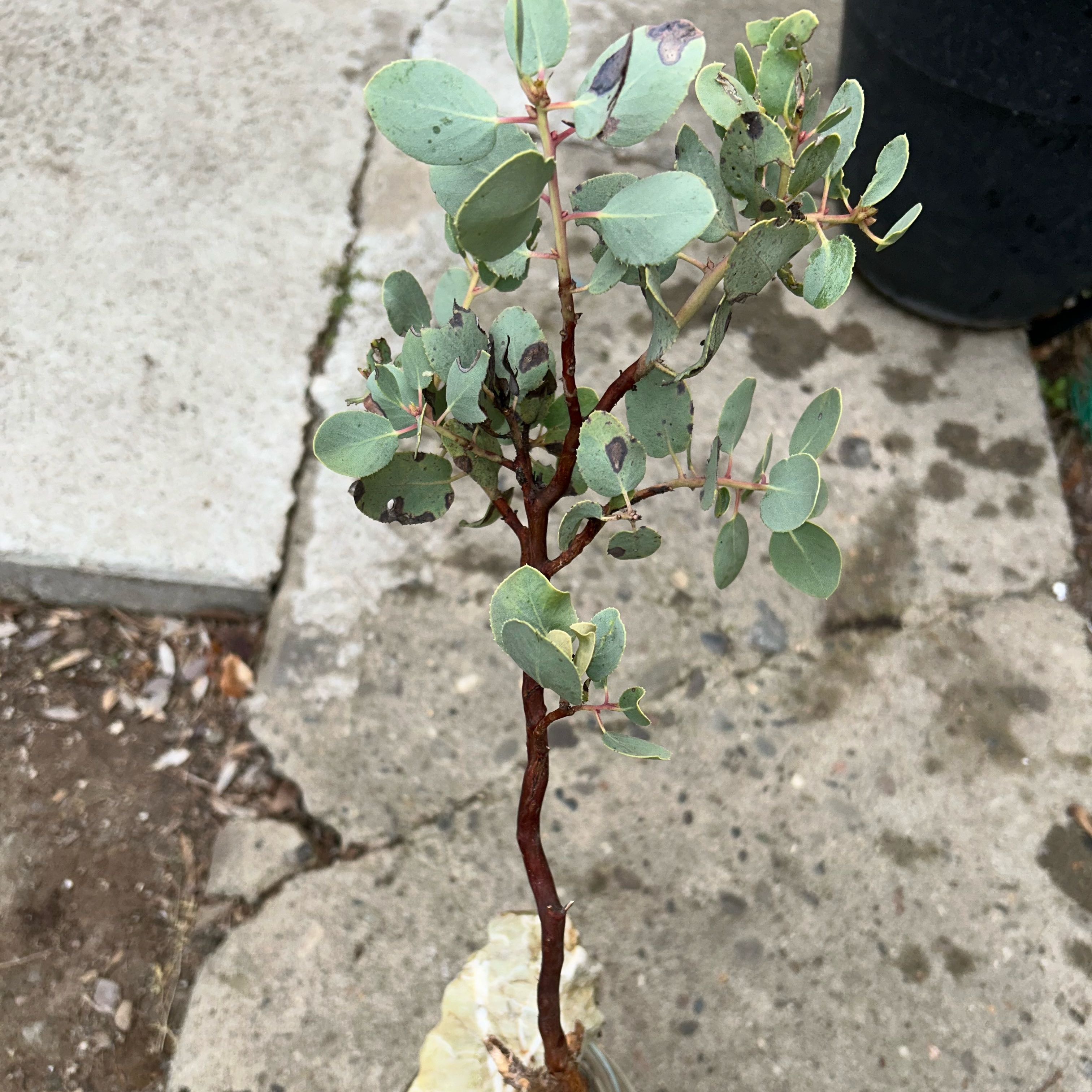 Photo of the plant species Manzanita by @GreatFrithia78 named Harry on Greg, the plant care app