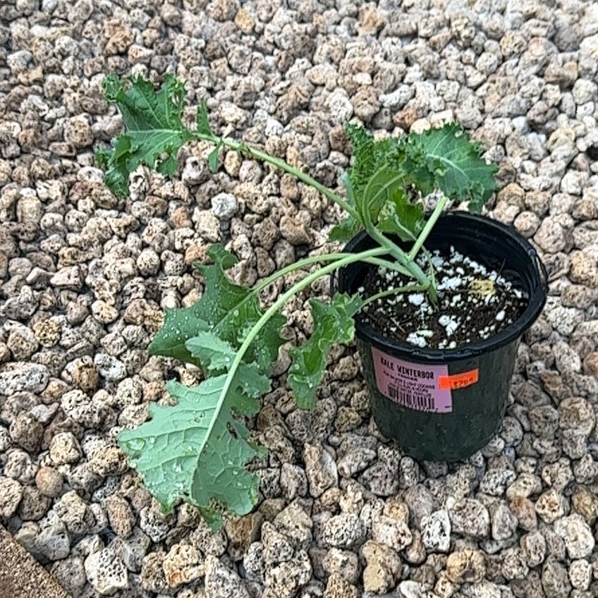 Photo of the plant species Winterbor Kale by @PeachyMyrtleoak named Baesil on Greg, the plant care app