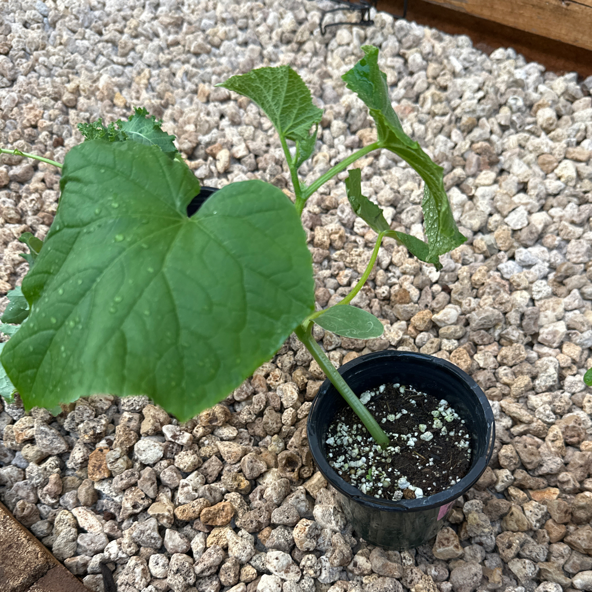 Photo of the plant species Cucumber by @PeachyMyrtleoak named Emerson on Greg, the plant care app