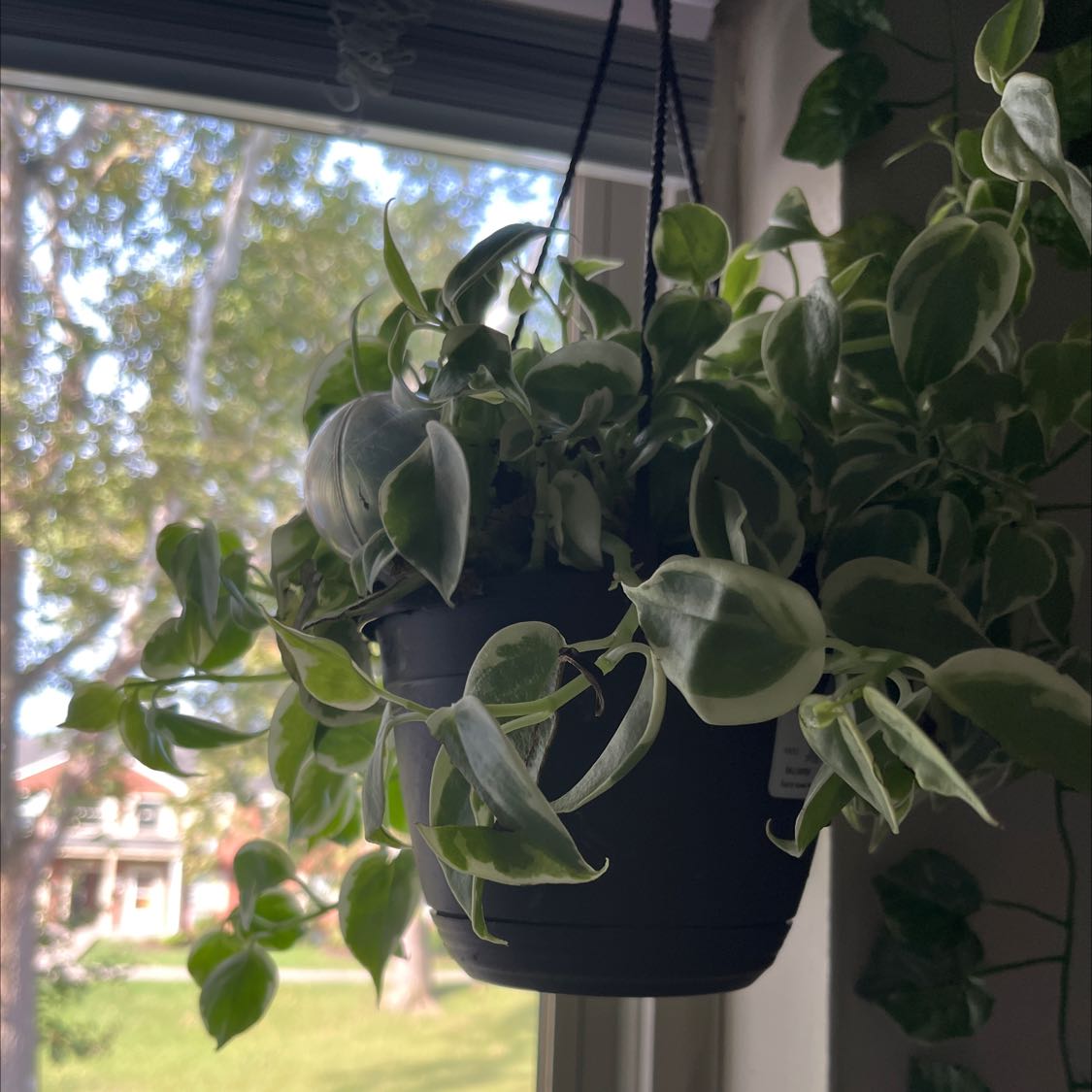 Healthy vining peperomia plant with lush heart-shaped leaves hanging in front of a bright window.