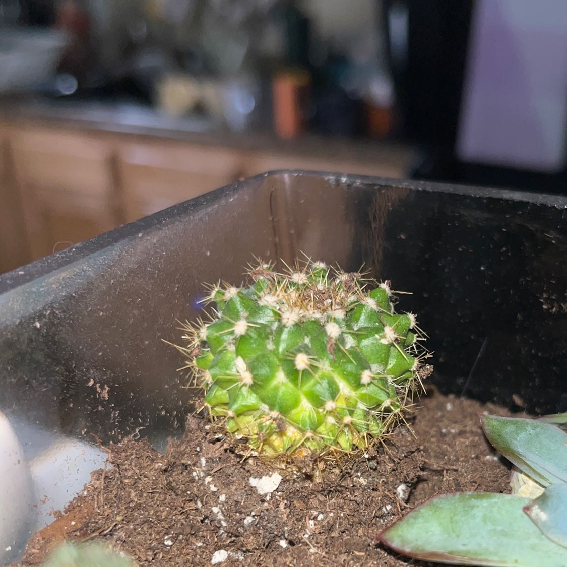 Image of a healthy Little Nipple Cactus in a pot with visible soil.